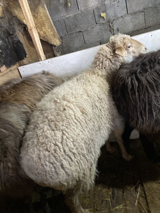 Қойлар сатылады.Продеатся овцы,бараны.