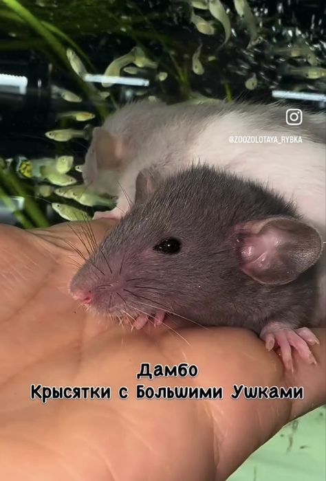 Крысята Дамбо Малыши