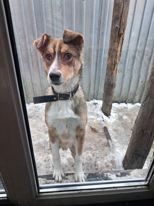 Красивый мальчик Бим ищет дом!!