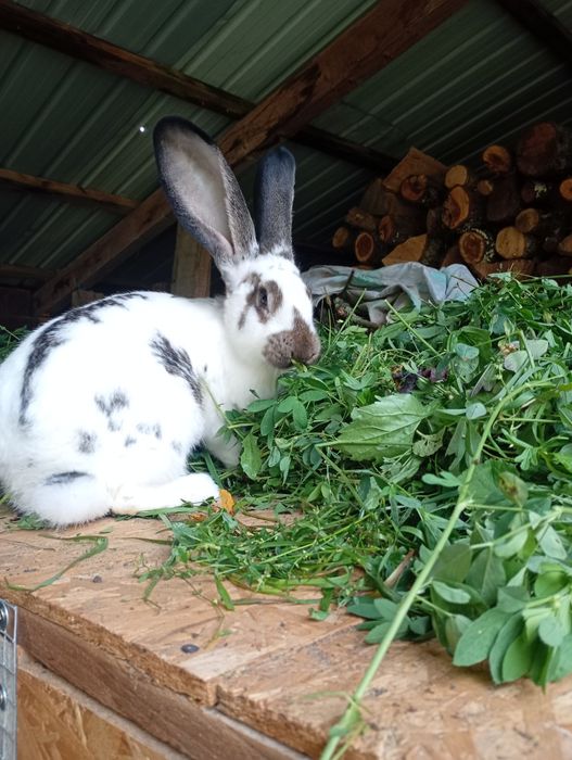 De vânzare iepuri uriaș german