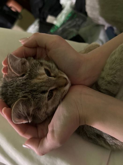 Кошечка срочно отдам в добрые руки