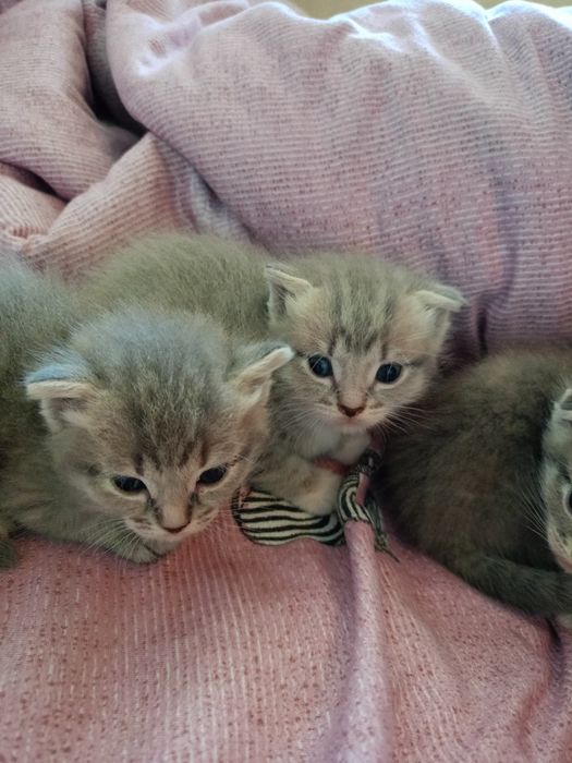 Продам котят вислоухие.