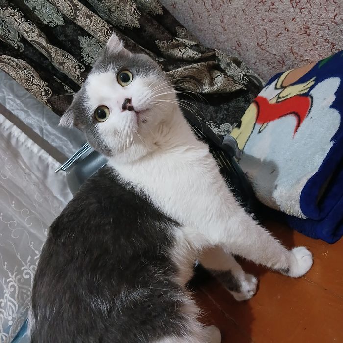 Вязка. Скотш Фолд 3 года. Привка есть.