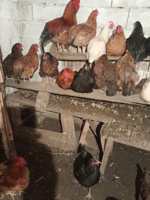 Продам курей и питухов