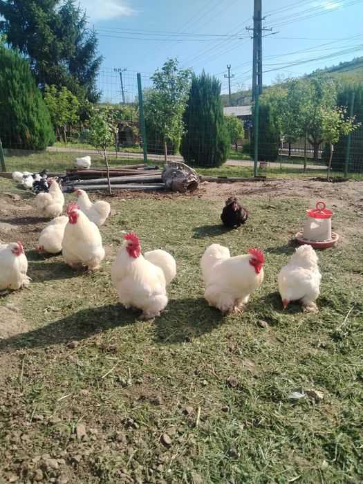 Oua Cochinchina pitic
