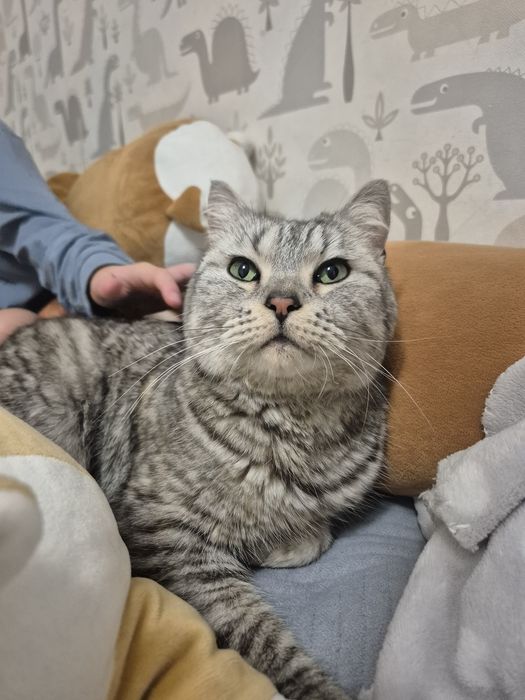 Пристраиваю кошечку