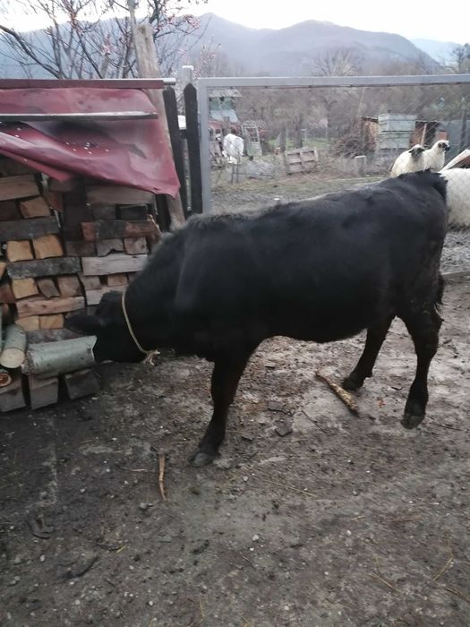 Vand juninca Angus cu vițica