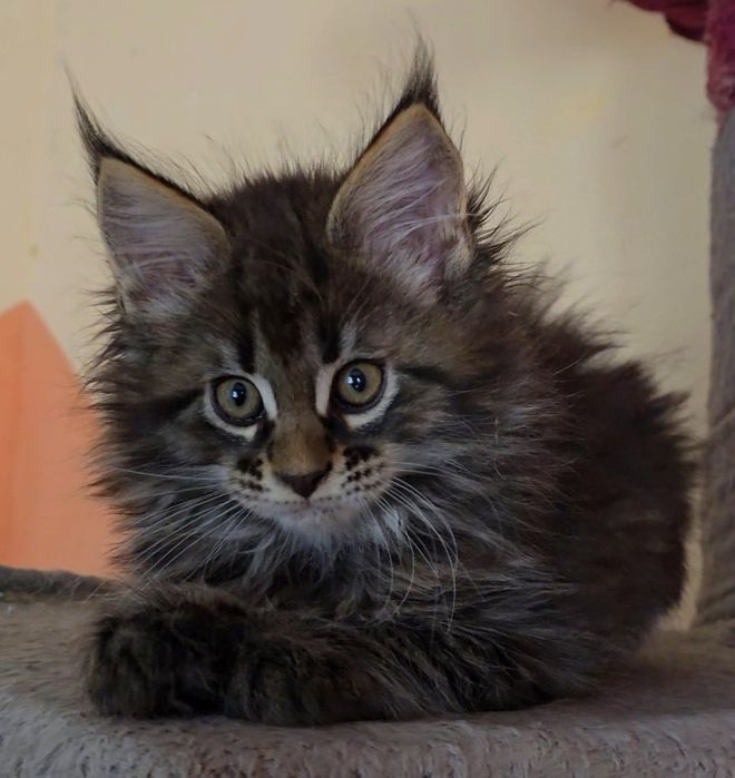 Уникални котенца мейн  куун