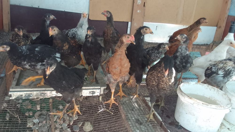 Продам домашних цыплят