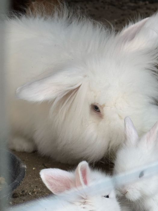 Iepurasi Angora albi cu ochi albastrii