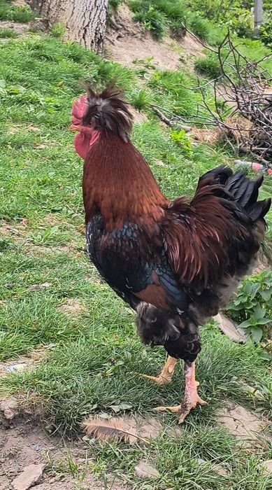 Cocosi motati de vanzare