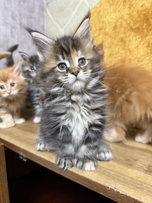Роскошные котята мейнкуны