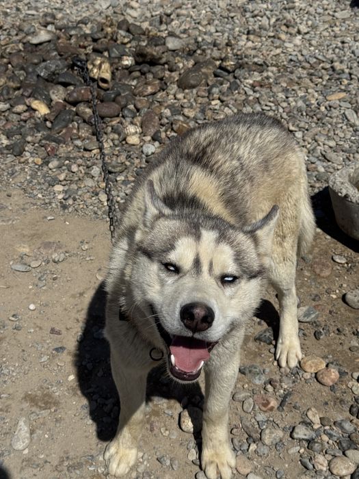 Хаски продается цена торг