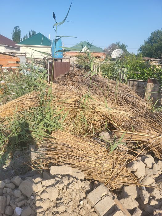 Қамыс сатылады 5000 тг