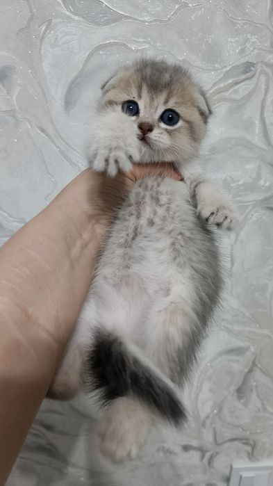 Продаётся чистокровный шотландский котёнок голубое золото