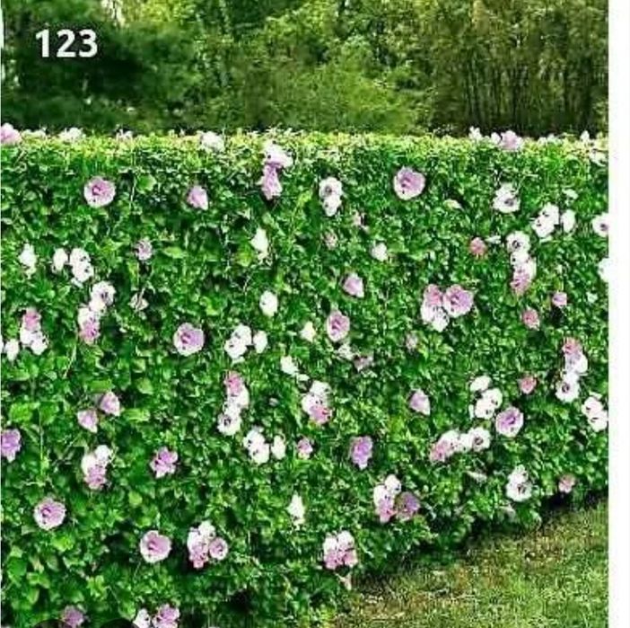 Хибискус на гол корен