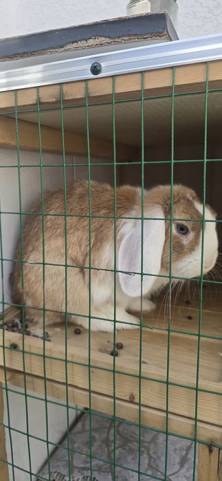 Assalomu aleykum. Quyon karlik sotiladi. 250000 dan