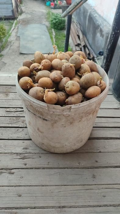 Картофель семенной.