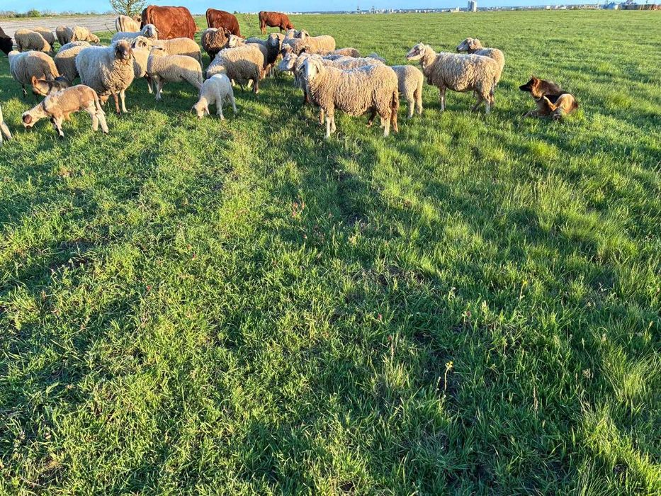 Продавам Агнета,Овце,Кочове