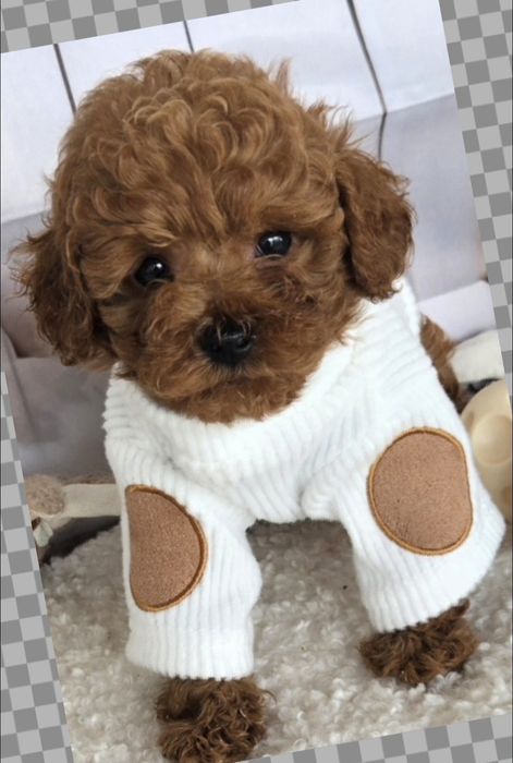 Пудел той /Poodle toy с генетични тестове на родителите с  родословие