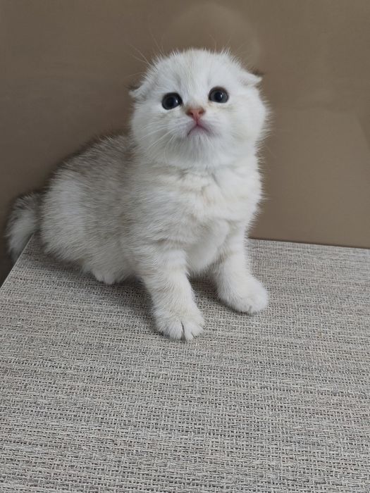 В продаже серебристая шиншилла девочка.