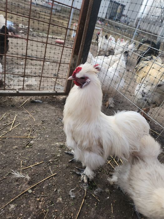 Vând oua incubat gaini incaltate/cocoși încălțați si matase japoneza