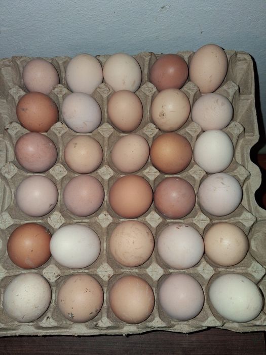 Инкубационные Яйца