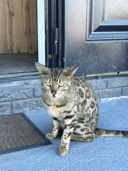 Бенгальский кот и кошка