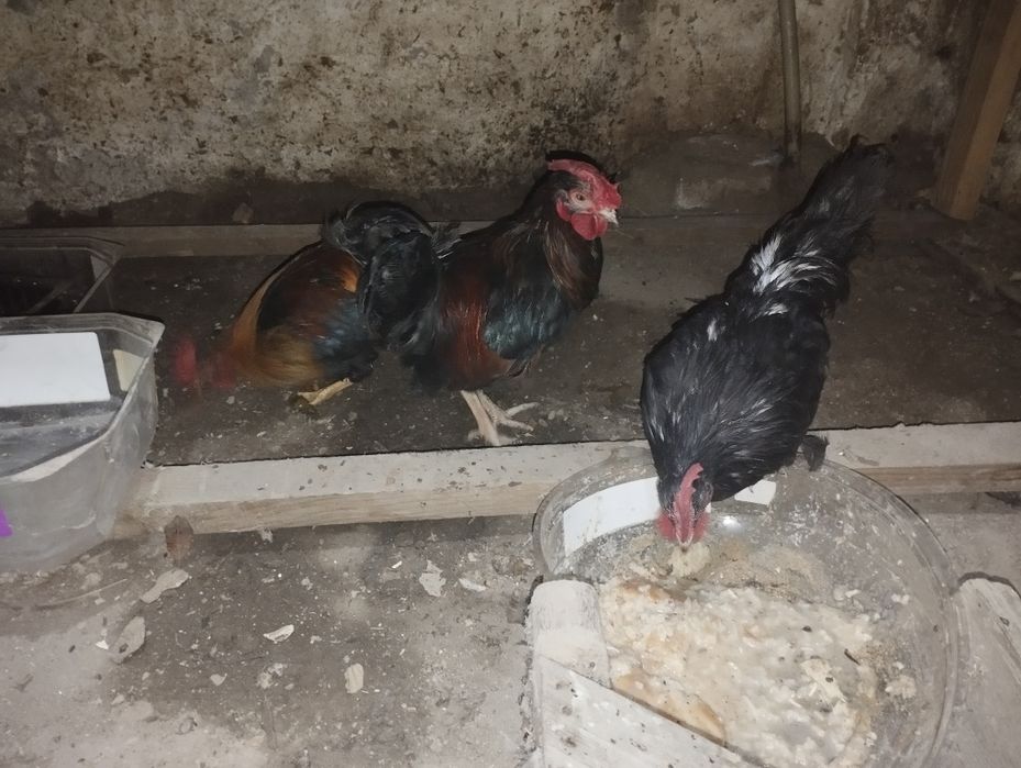 Петушки Бентама голоногие,три штуки.