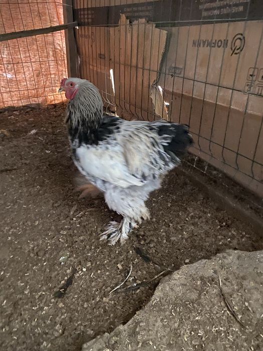 Sotiladi brama Horoz va tovuqlari