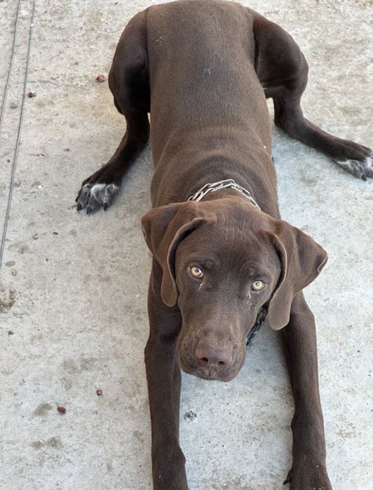 КУРЦХААР 6 месяцов девачка KURCXAAR