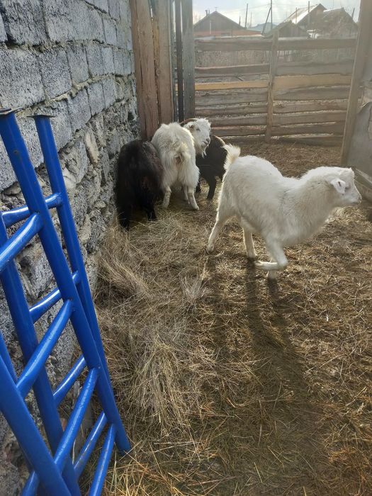 Продам овцематок