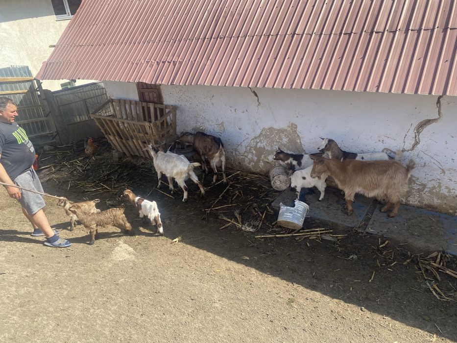 Vand 10 capre bune de lapte.