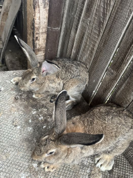 iepuroi urias german