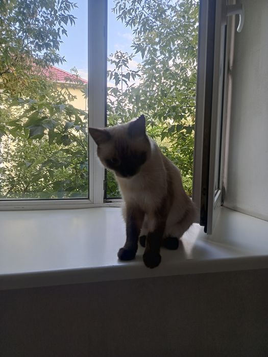 Отдам в добрые руки