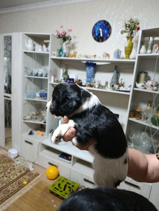 Щенки русский спаниэль 20 тыс