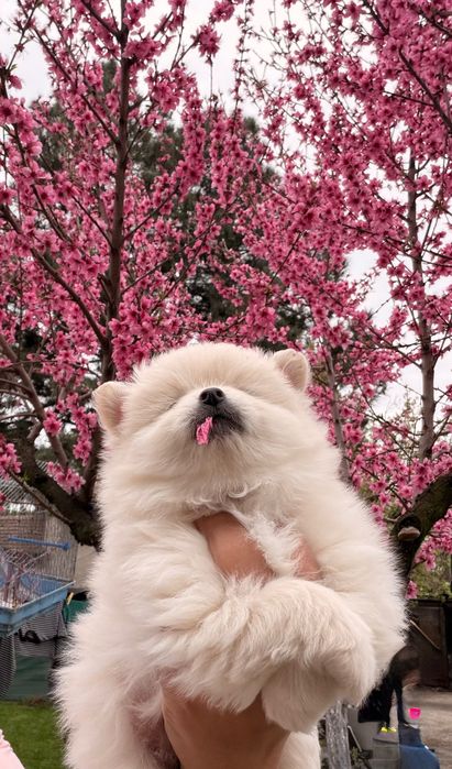 Померан момче и момиче