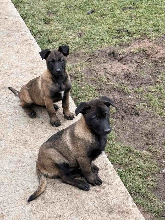 Белгийска овчарка Малиноа