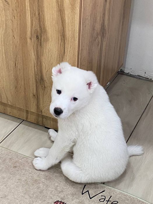 Продается шикарный щенок