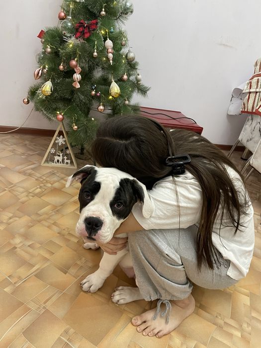 Продается собака американский бульдог