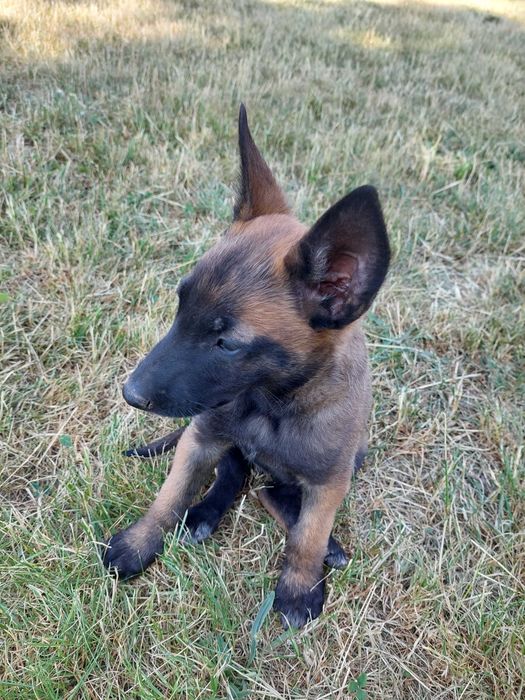 Caine de pază malinois