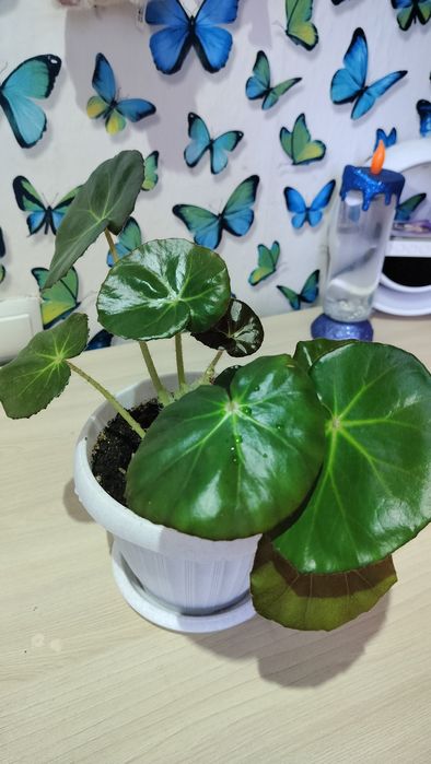 Продам бегонии разные