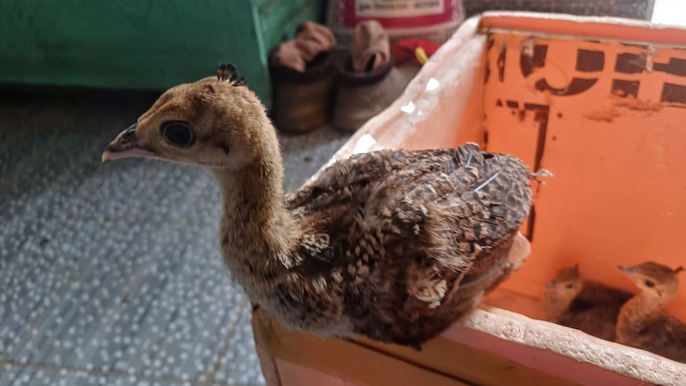 Павлин балапаны индийский