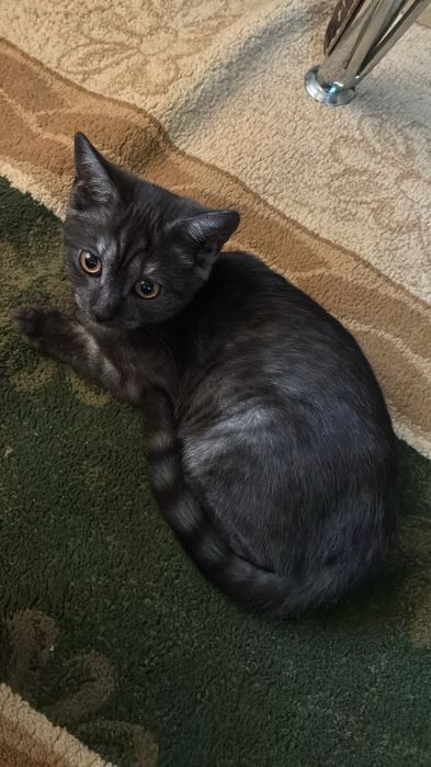 Отдам Кошку с котенком