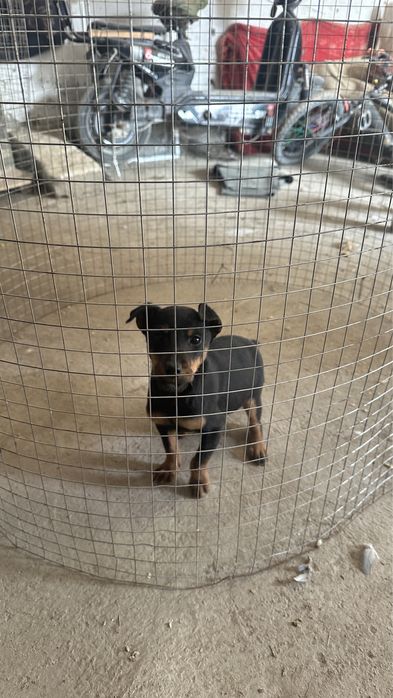 Ягдтерьер кушік сатылады