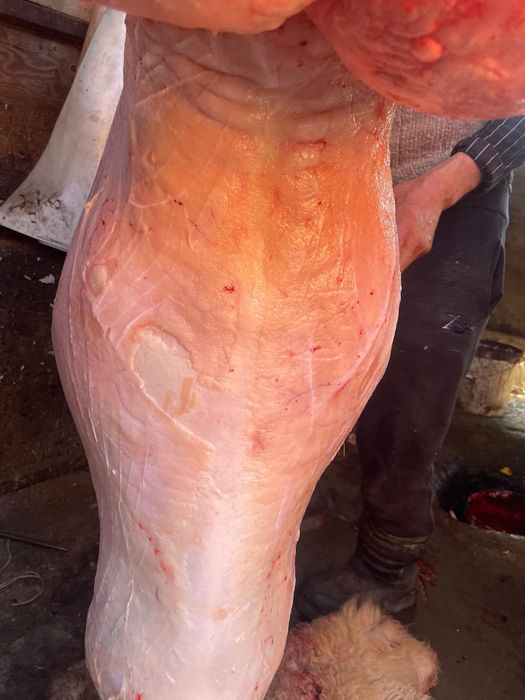 Семіз қой сатылады