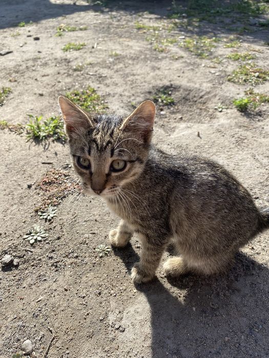 Красивые котята в добрые руки