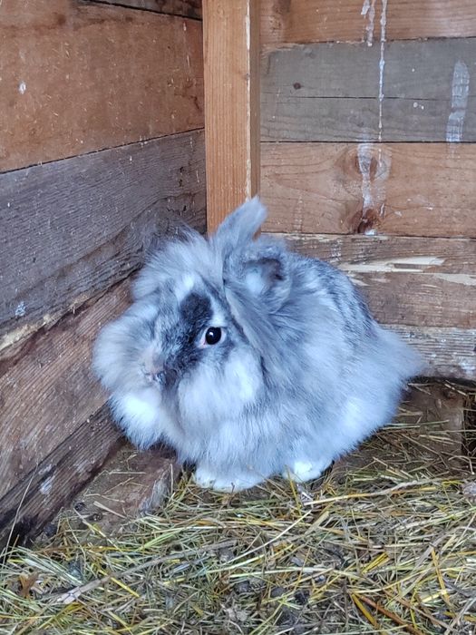 Vând iepuri Cap de leu