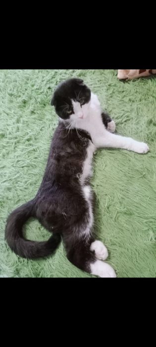 Помогите найти любимца