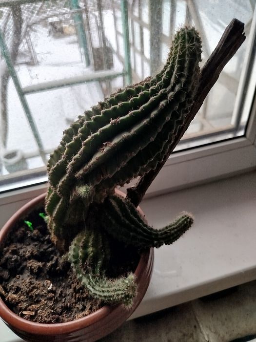 Алое вера (многолетник)